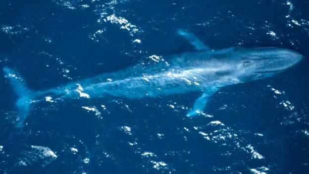 الحوت الأزرق