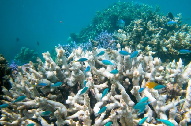 Branching hard corals that have bleached on the Great Barrier Reef