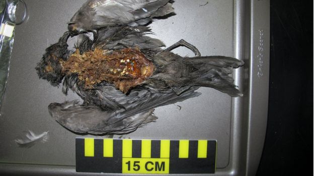 Seabirds, like this Tristram’s Storm-Petrel (Oceanodroma tristrami), eat plastic particles at sea mistaking them for food