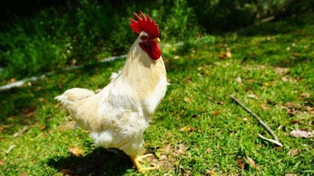 மசாஹிரோ சேவல்