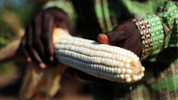 Maize (Image: International Center for Tropical Research)