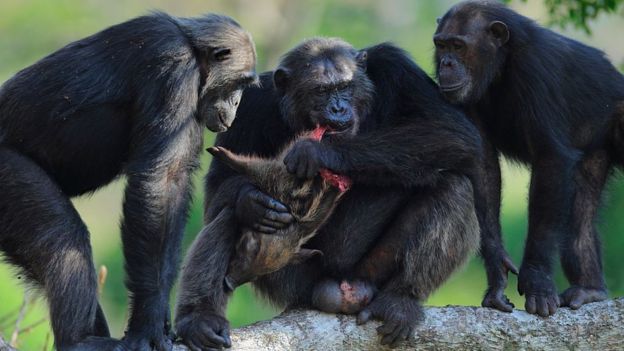 Frodo y otros dos chimpancés