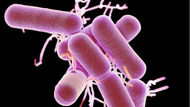 Lactobacillus bacteria