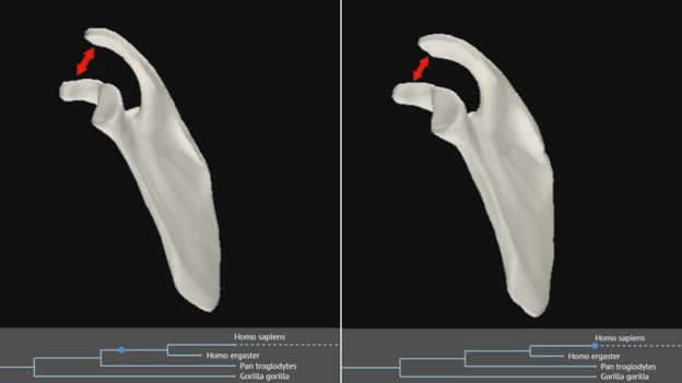 A computer model showing representations of the shape of the shoulder changing over time