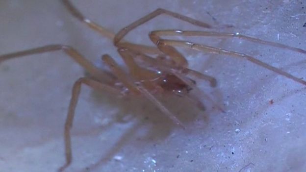 Rare cave creepy crawlie!