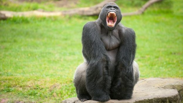 Un gorila haciendo una exhibición de dominio