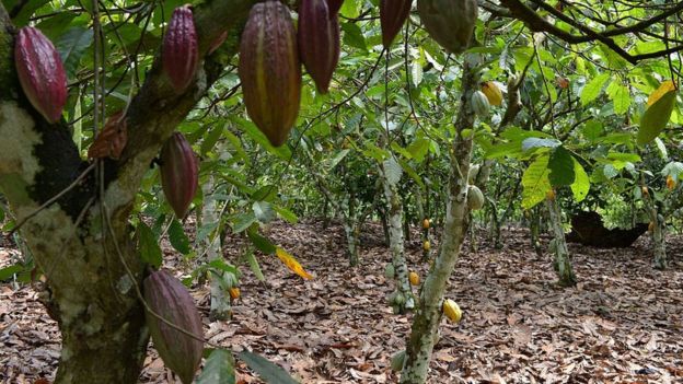Granja de cacao en la Costa de Marfil.