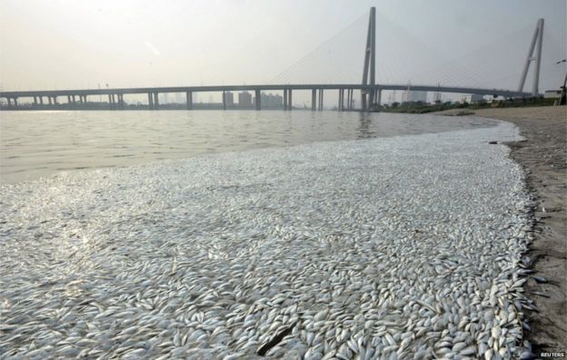 Dead fish float along the shore of Haihe River Dam on 20 August 2015 in Tianjin, China