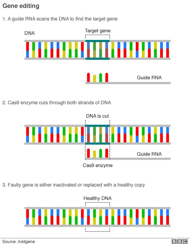 gene editing graphic