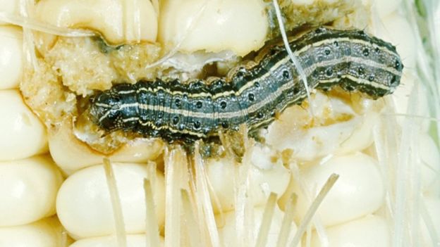 Army worm caterpillar