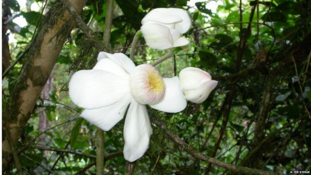 Gustavia hexapetala, Suriname