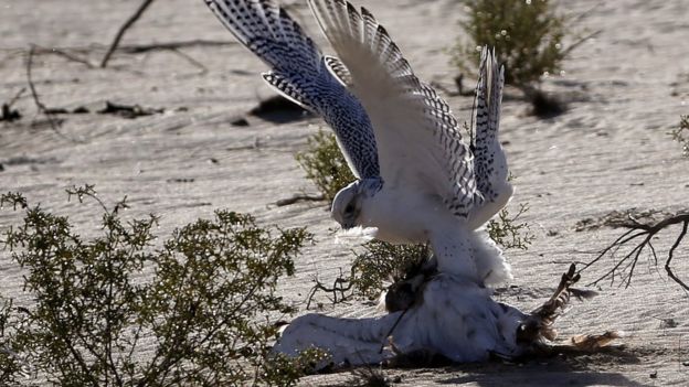 A falcon (top) catches an Asian houbara bustard during a falconry competition, part of the 2014 International Festival of Falconry in Hameem, 150km west of Abu Dhabi, on 9 December 2014