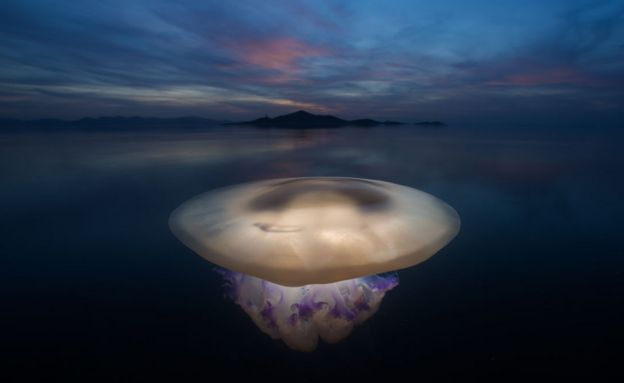 Jellyfish by Angel Fitor