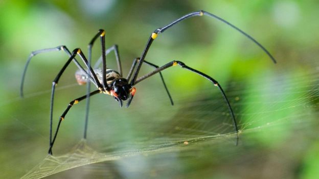 أنثى من نوع 