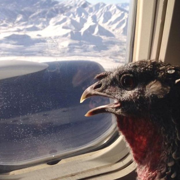 _87715739_jodie_easter_flight.jpg