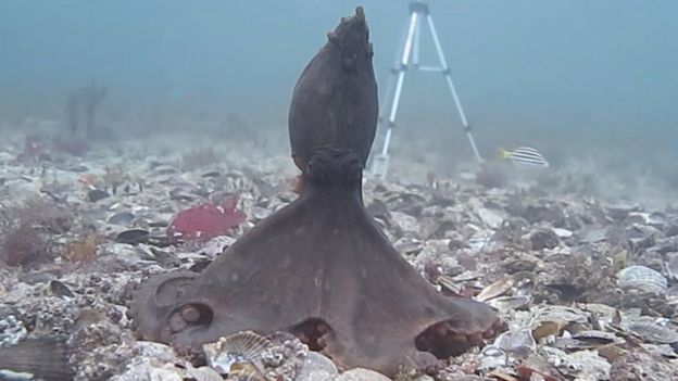An octopus stands tall, spreads its web and turns dark in the stance researchers have dubbed 