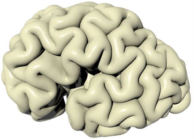 simulated adult brain