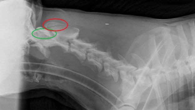 X-ray of police dog Nero
