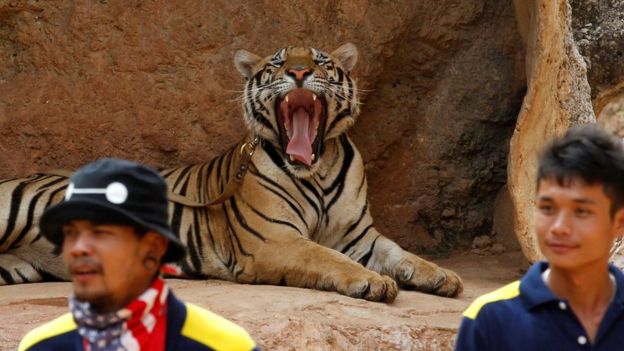 A tiger yawns before the officials start moving them from Thailand