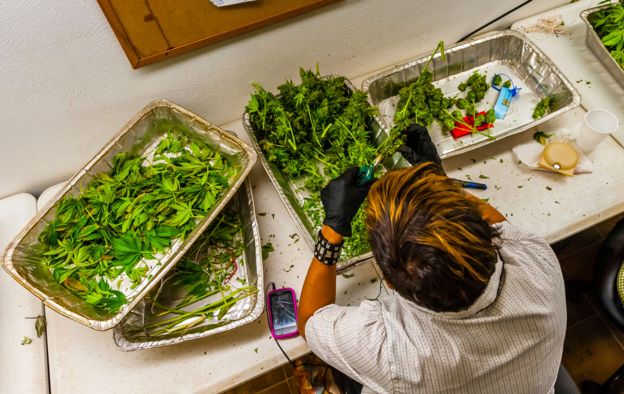 After pot is harvested, the flower is cut from the plant in the trim room. Medicine Man Denver (pot dispensary), Denver Colorado