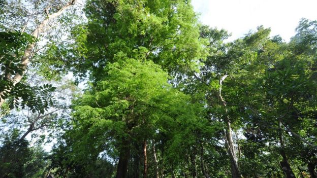 This picture shows trees at Amatoa village in Bulukumba, south Sulawesi