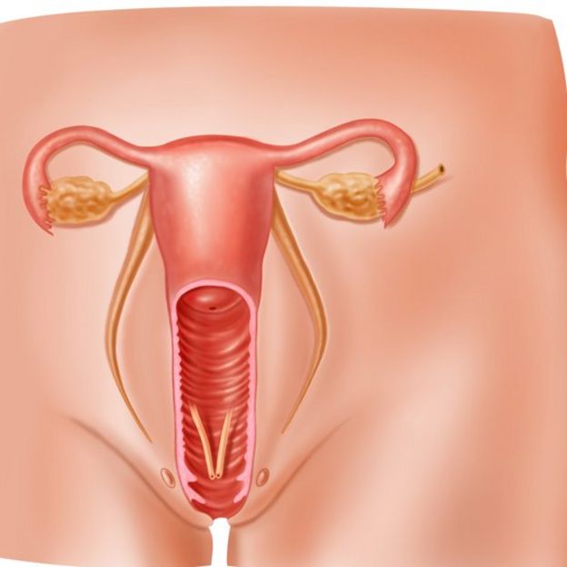 Ilustración de la vagina