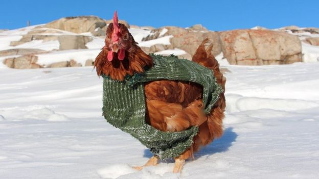 Monique the hen standing on snow and wearing a jacket in Greenland