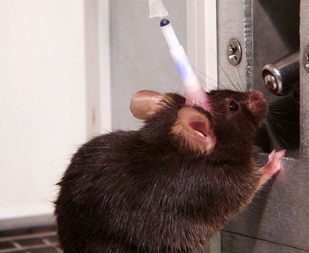 mouse with implant, drinking