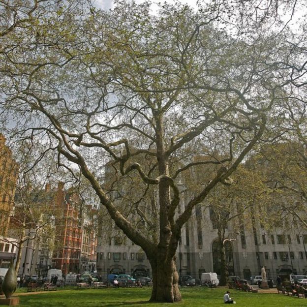 Plátano alto y venerable, Platanus x acerifolia, en la plaza Berkeley Square