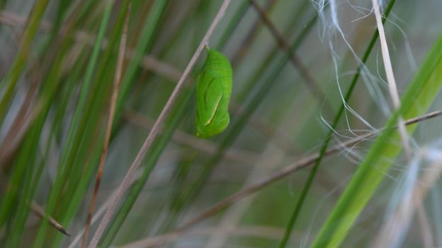 cocoon