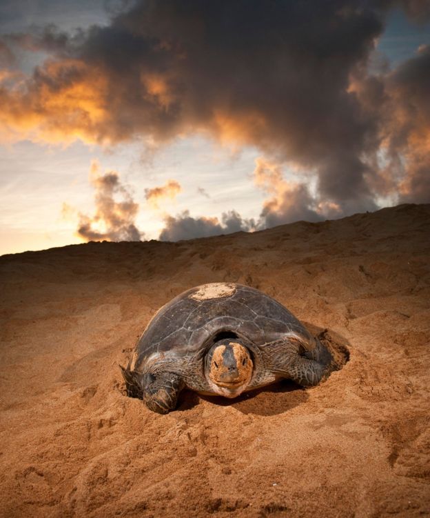 Turtle - Ascension Island