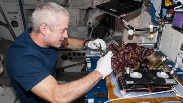 Cultivando lechugas en la ISS