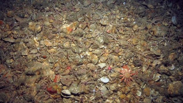 Survey image from Offshore Brighton MCZ, showing common brittlestars (Ophiothrix fragilis) and common sunstar (Crossaster papposus) on subtidal mixed sediments