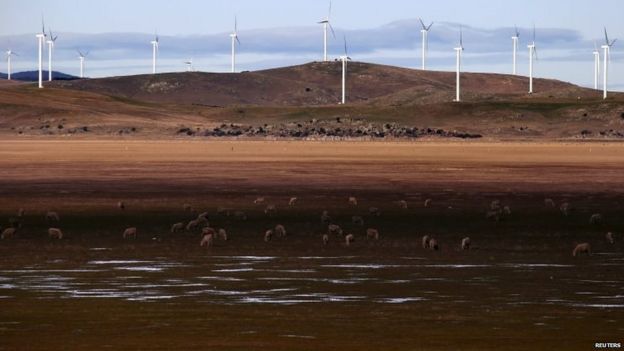 Sheep graze in front of wind turbines that are part of the Infigen Energy