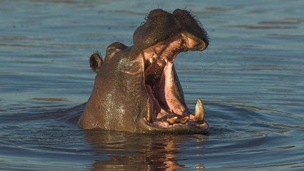 Hippopotamus (file)