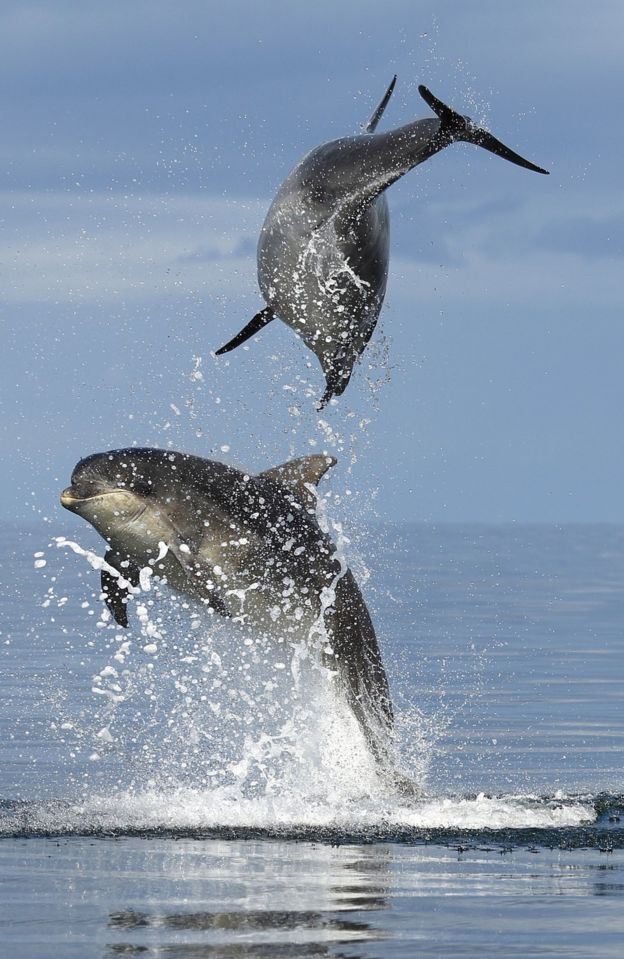 Bottlenose dolphins