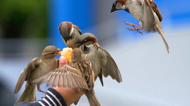 La mano de una persona alimentando unos pájaros