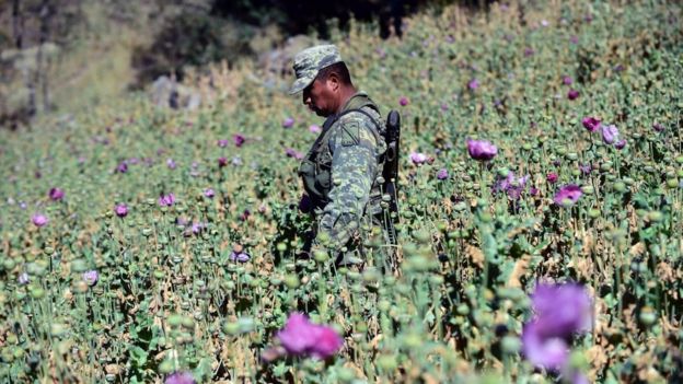 El Triángulo Dorado es la zona de mayor producción de heroína en México