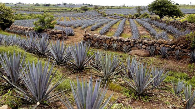 Cultivation of agave