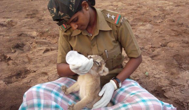 Caring For Big Cats in India