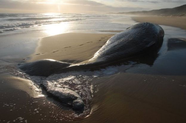 Australian swimmers warned to stay out of the water off Victoria's far east Gippsland after a large shark was spotted stalking a whale carcass that washed up on the shore
