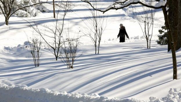 Trees cast shadows onto the snow in Falls Church, Virginia (24 January 2016)