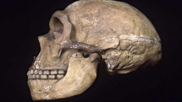 http://ichef-1.bbci.co.uk/news/624/cpsprodpb/2883/production/_88317301_c0287593-neanderthal_skull-spl.jpg