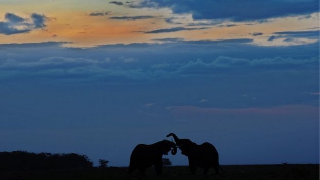 Elephants in Amboseli National Park, file picture