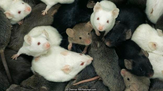 Pada 1980an, khimaira hibrida tikus diciptakan dari dua spesies.