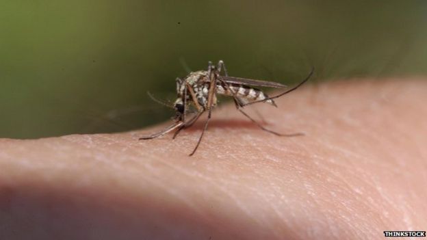 mosquito biting human skin