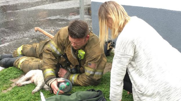 Пожарный надевает на собаку кислородную маску