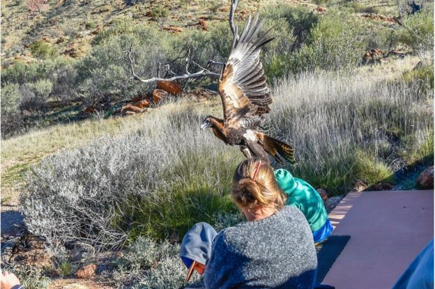 Wedge-tailed eagle attempts to lift boy into the air in Australia