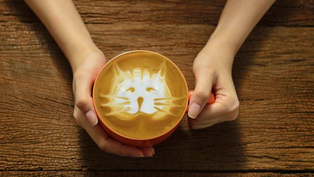Cat coffee