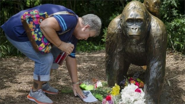 A woman touches a sympathy card beside a gorilla statue outside the Gorilla World display at the Cincinnati Zoo (29 May 2016)